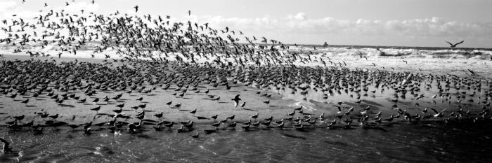 large flock of birds flying away on the beach