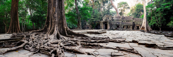 Panorama of Ta Prohm Temple in Angkor Wat Siem Reap Cambodia