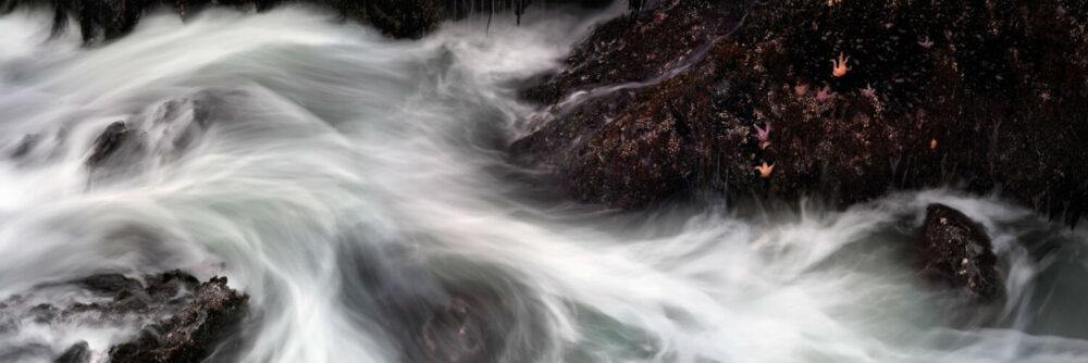 Star fish cling to the rocks as a wave crashes over them