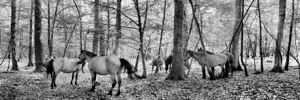 New forest England