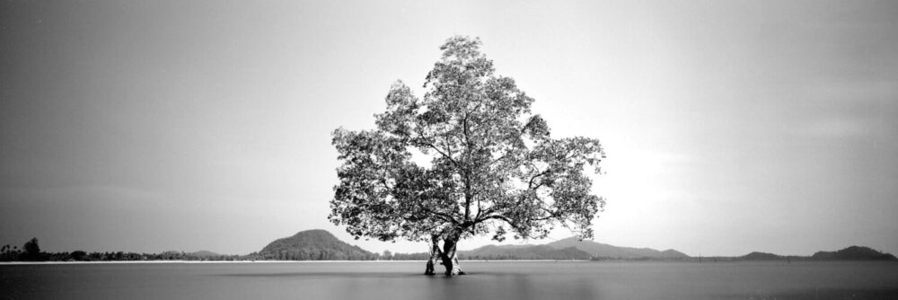 Lone mangrove tree on the coast