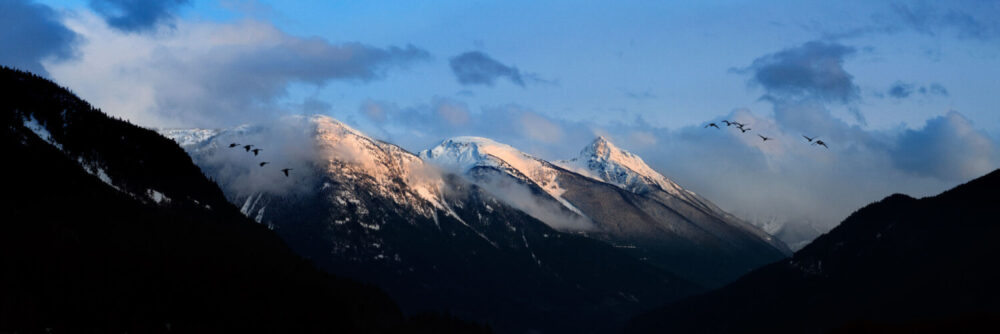 Birds fly over the mountains in British columbia canada