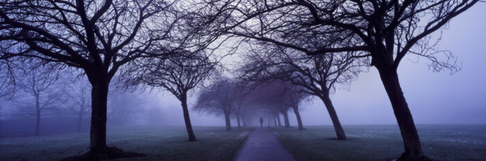 Slanted trees covered in mist along a path in Yorkshire