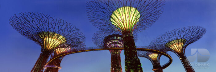 Supertrees in Gardens by the bay