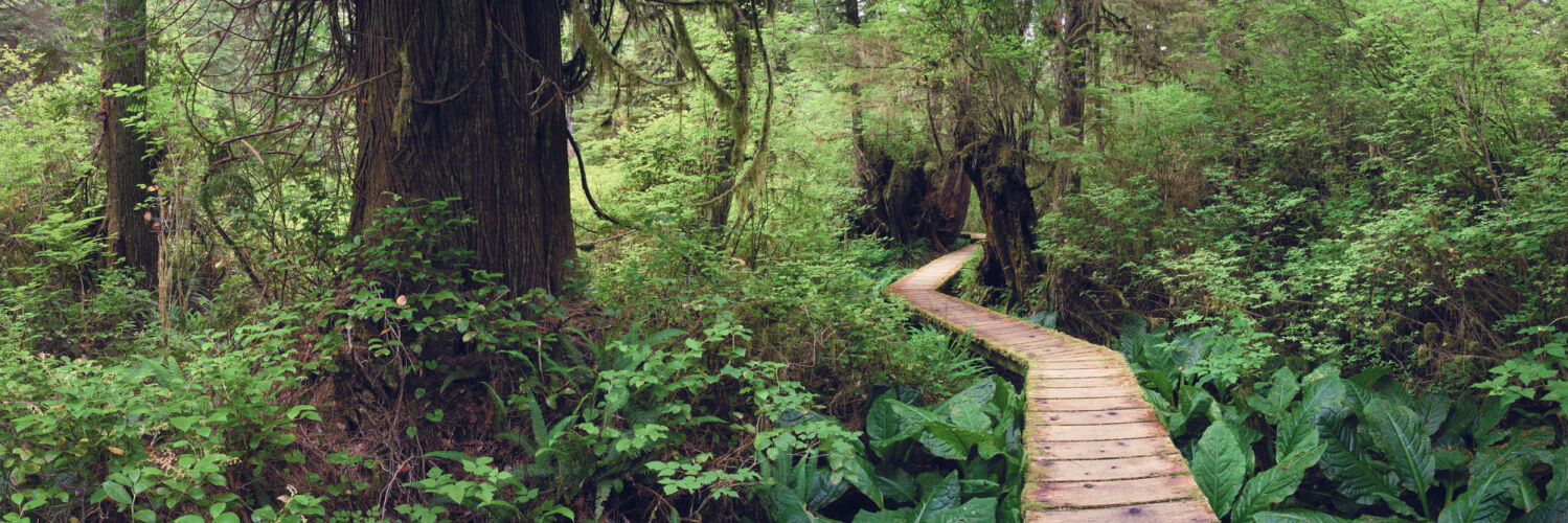 Path through a beautiful rainforest