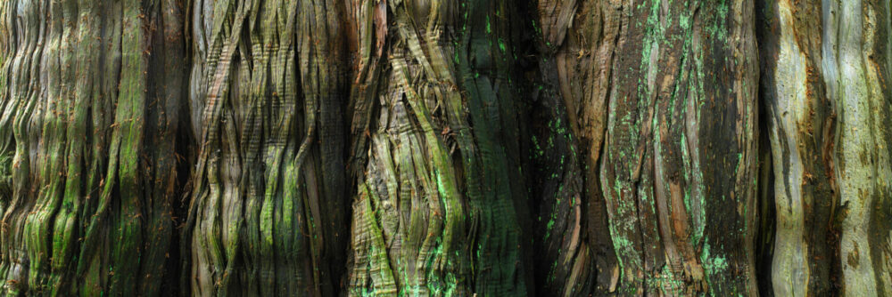 The incredible texture of a tree trunk