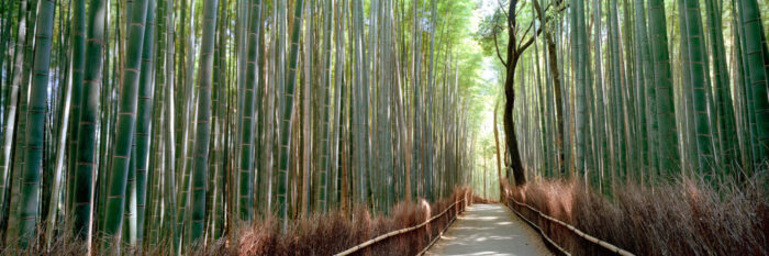 beautiful Bamboo forest in Kyoto Jaoan