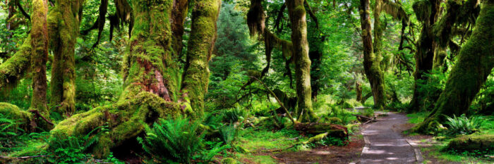 Hoh Rain Forest on the Olympic Peninsula