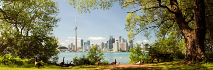 A sunny day with the birds on Toronto Island in Canada with the Toronto Skyline in the background