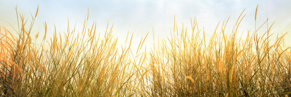 Summer in the Fields of Grass