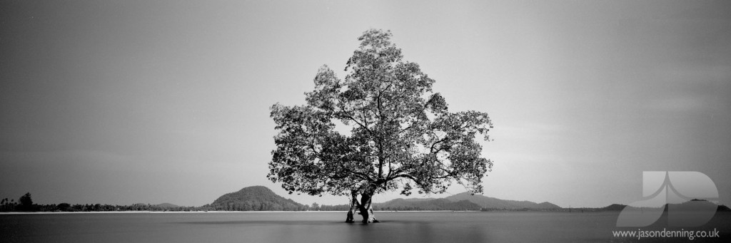 LONE TREE