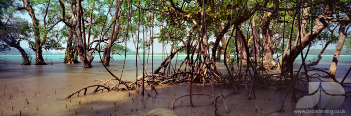 Ocean Mangrove in Malaysia