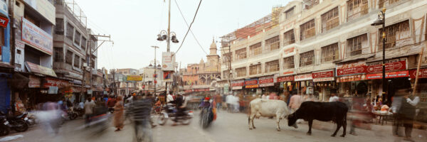 india street cows