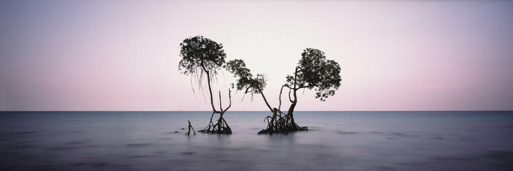 India Mangrove