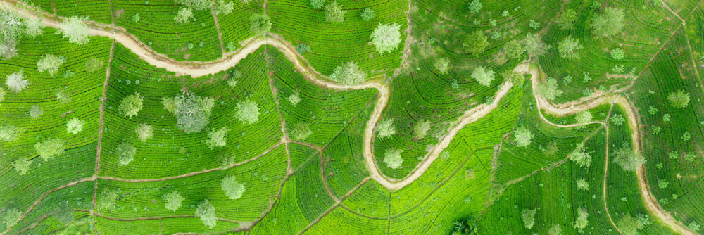 Tea plantation asia