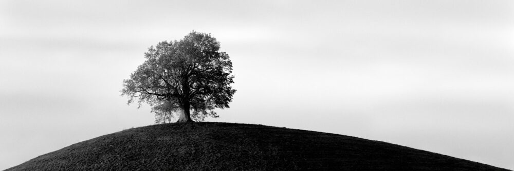 Switzerland tree