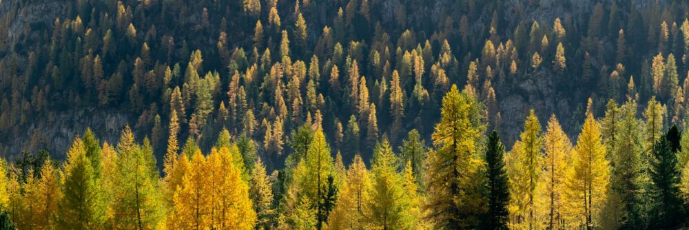 Alpine forest in fall