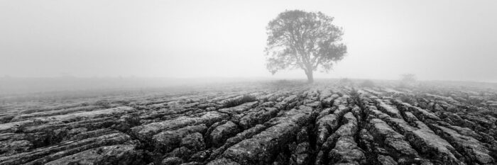 malham limestone and lone tree black and white