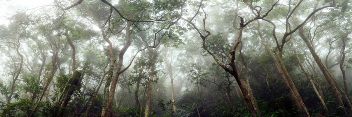 The peak forest in Hong Kong