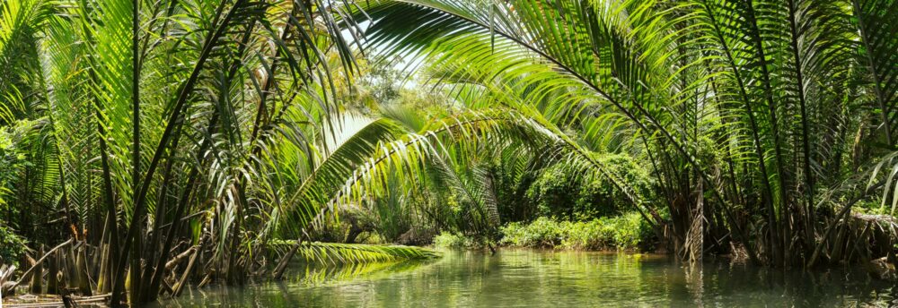 Mangrove River