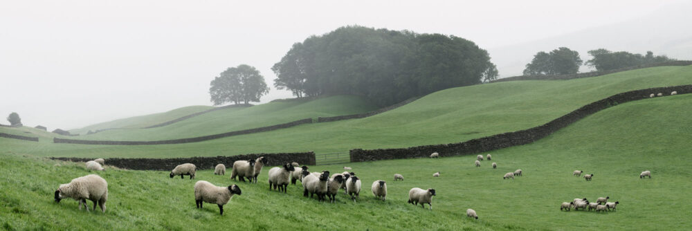 Wensleydale Hawes Yorkshire