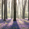 A panoramic print of bluebells in Micheldever forest