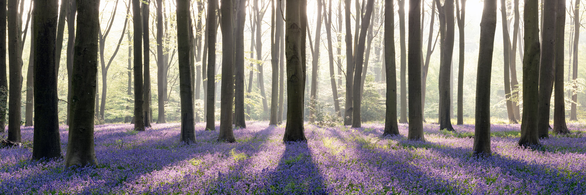 A panoramic print of bluebells in Micheldever forest