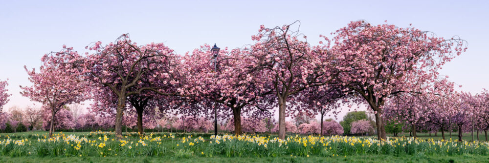 Panoramic print of sakura on the stray in harrogate