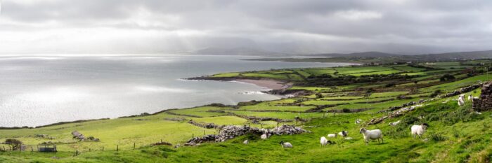 a panoramic print of a flock of sheep on the dingle peninsula