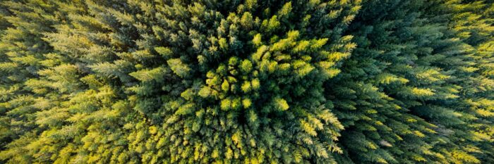 aerial over a forest in Ireland