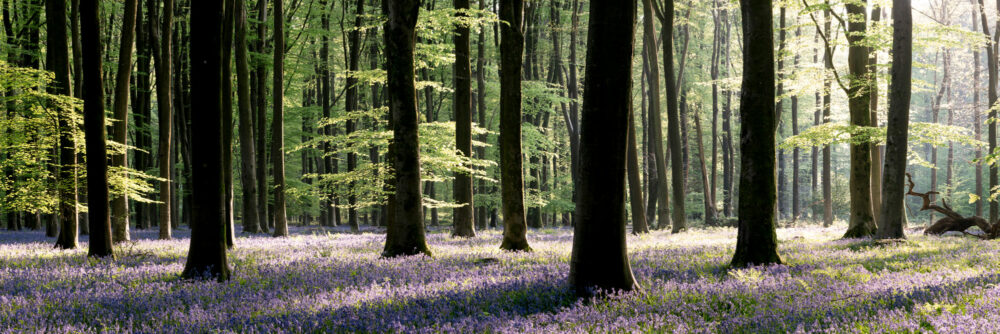 a panoramic print of bluebells in full bloom in a beach forest