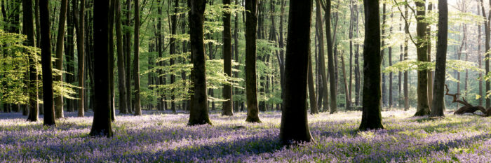 a panoramic print of bluebells in full bloom in a beach forest
