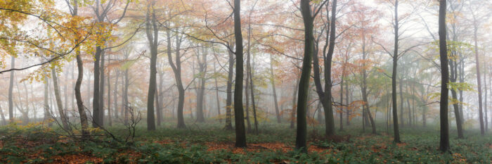 panoramic print of a misty forest in autumn