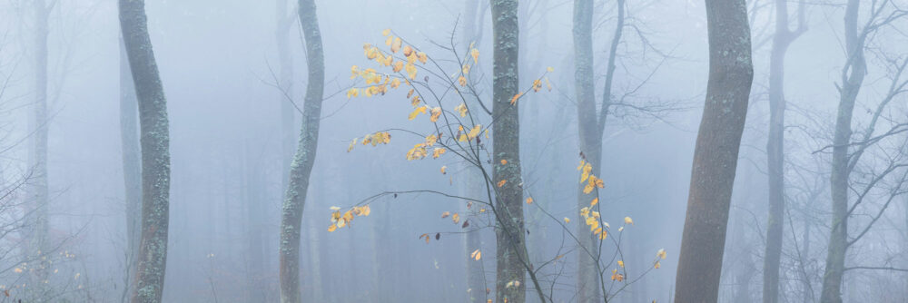 panoramac print of English woodland in autumn