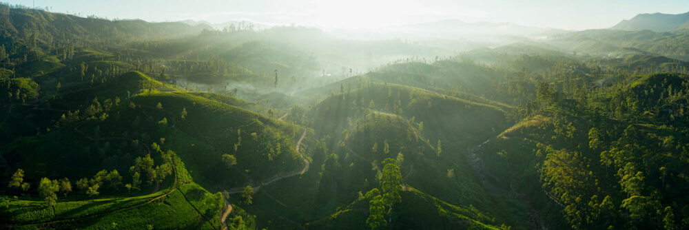 Maskeliya tea plantation aerial print