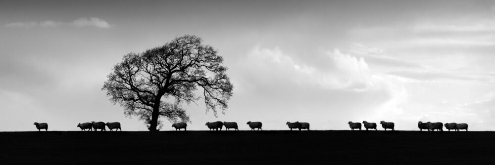 Yorkshire Dales sheep