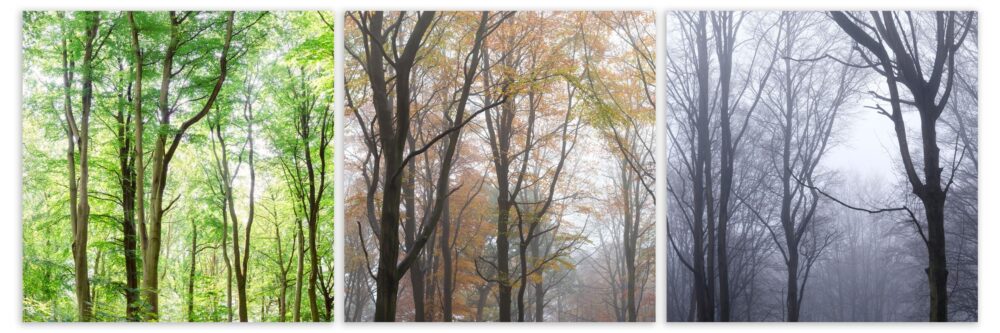 autumn fall and winter mist in the forest