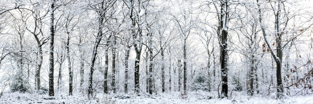 fewston forest after a snow storm