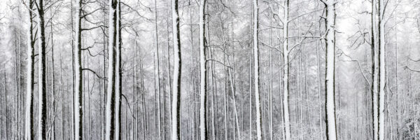 woodland trees in winter