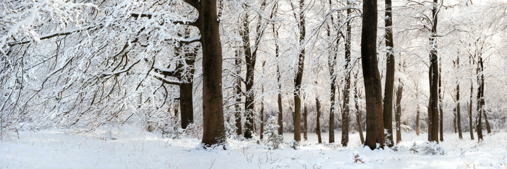 Yorkshire England woodland in winter