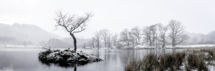 Lone tree covered in snow Ambleside