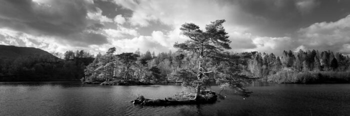 b&w print of tarn hows tree in the Lake District