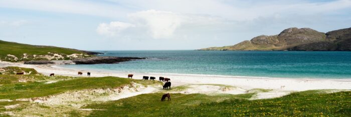 a herd of cows wander along a scottish beach
