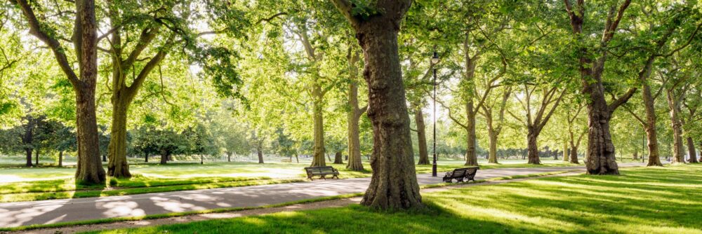 a morning in Hyde park