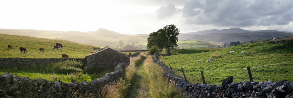 North Yorkshire dales hills and fields scene