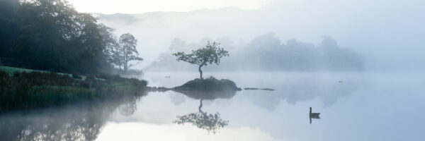 Lone tree on a lake on a misty morning