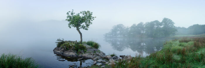 Lone tree on a lake in the morning mist