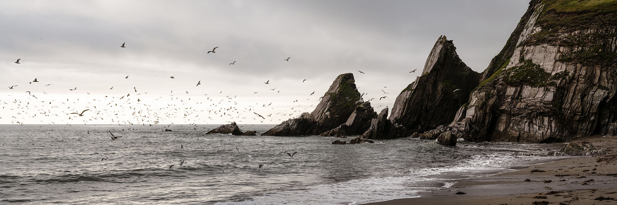 Panorama of birds in Westcombe bay beach in Devon