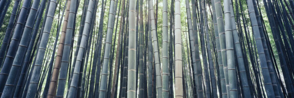 Arashiyama Bamboo Grove Sagano Bamboo Forest