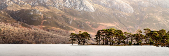 Panorama of Loch Maree pine trees in the Scottish Highlands